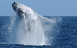 Watch, learn and help humpback whales in the Dominican Republic.